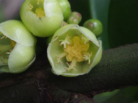 福樹開花